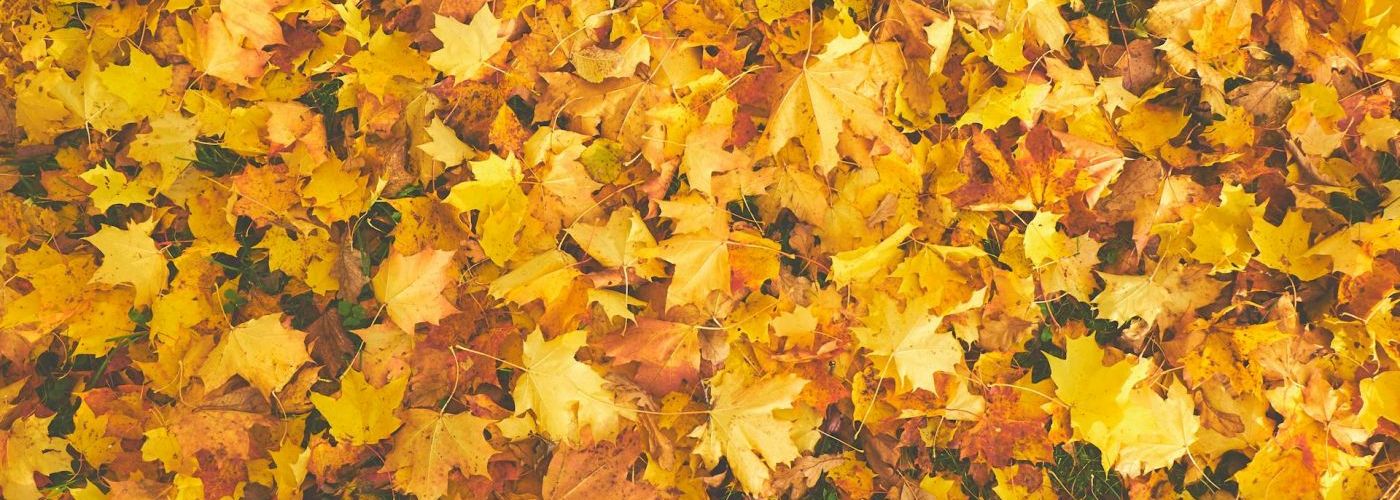 Klasa II świętuje pierwszy dzień jesieni